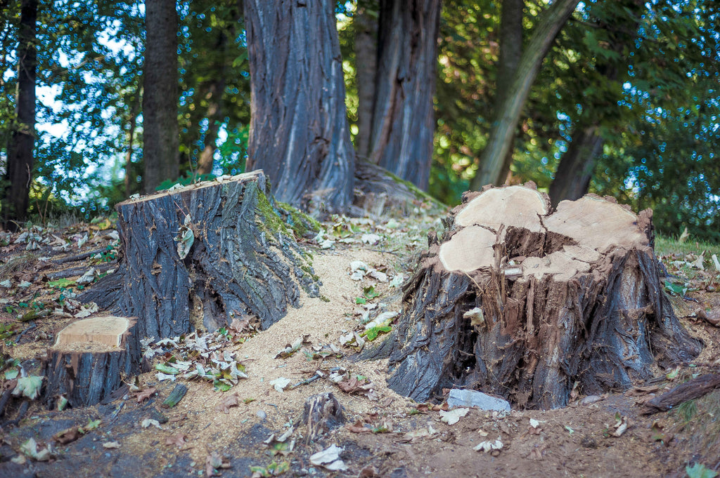 stumps cut too short within the trail corridor