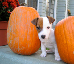 Puppy pumkin