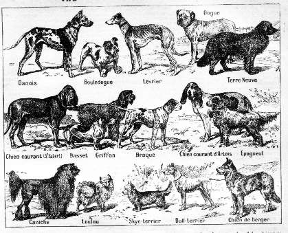 dogs breeds