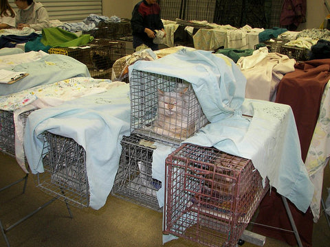 Feral cats in traps at a spay/neuter clinic. Photo by Feral Indeed (http://www.flickr.com/photos/feralindeed/)