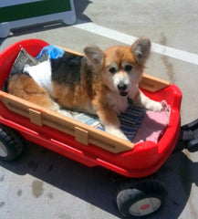 dog in a car