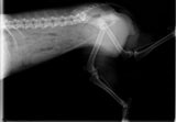 Pet Arthritis