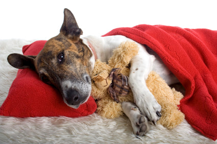 sleepy dog cuddling with teddy bear