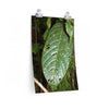Posters - Large tropical leaf in El Verde - the lower part of the forest - El Yunque PR Poster Printify