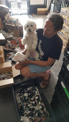 Office dog Caspian helping Adriaan unpack Orca Agate and polished crystals
