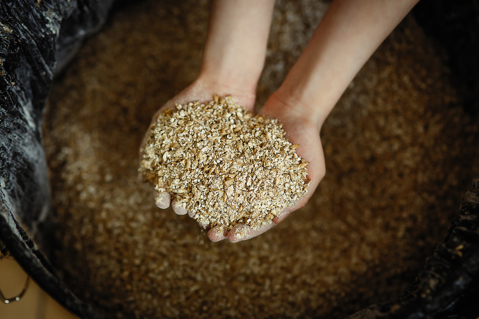 Barly Malt in Hands of Brewer to make whisky