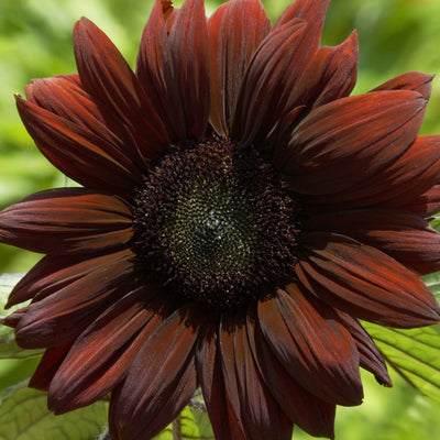 Aokshen Solar Tanzende Blume – Sonnenblume Mini