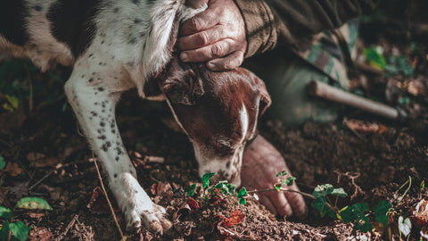 Dog sniffing for truffles