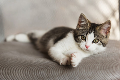 The Friendliest Cat Breeds That Make Great Pets