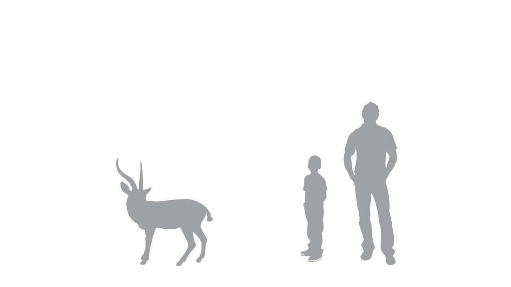 gazelle size