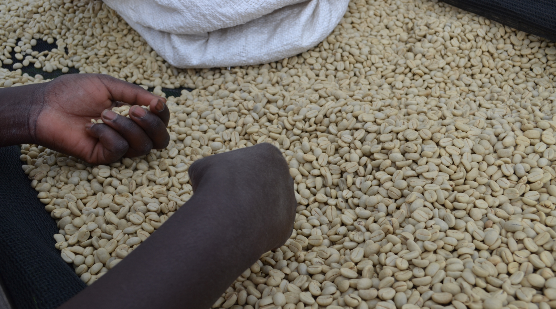 3 African Sisters - Ethically Sourced Organic Fair Trade African Coffee - Farmer Sorting Coffee Beans 