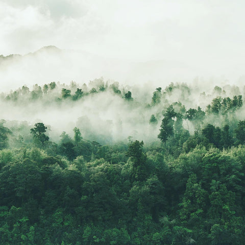 Bild von einem grünen Wald