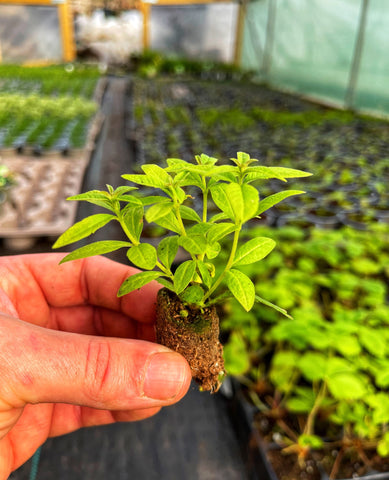 A lemon verbena plug plant in the spring