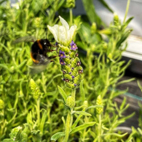 A bee on a stem of Lavender