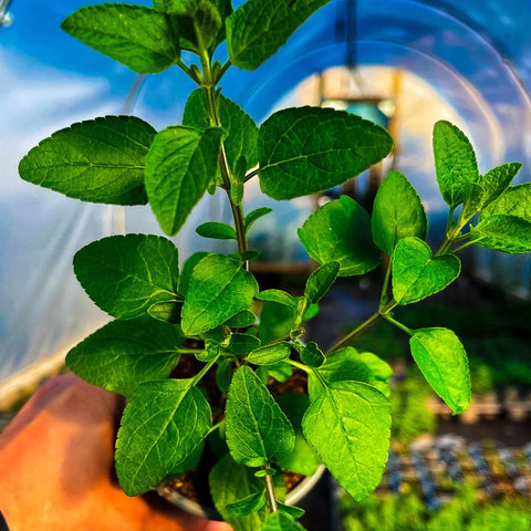 A blackcurrant sage plant