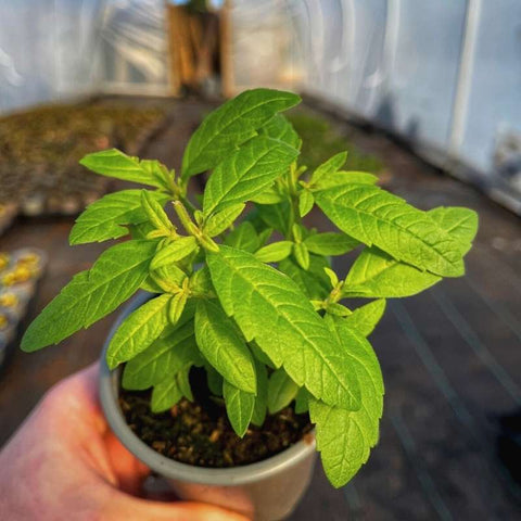 A pot of Lemon Verbena