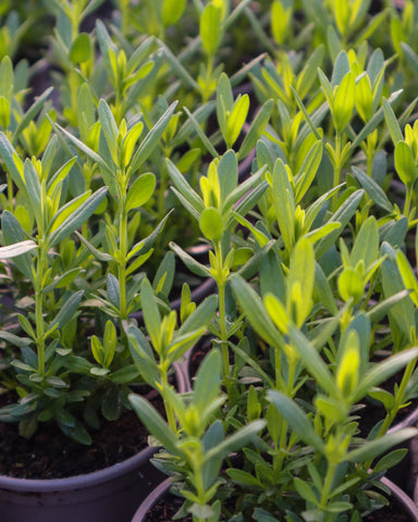 A hyssop plant with green leaves