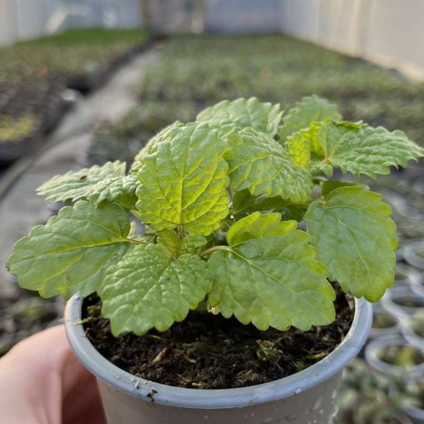 A pot of Lemon Balm in the poly tunnel