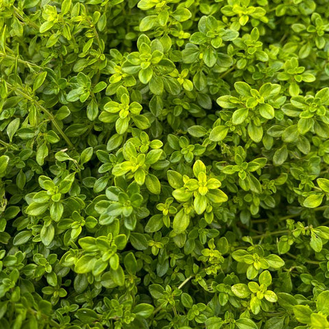 A close up of vibrant green foliage