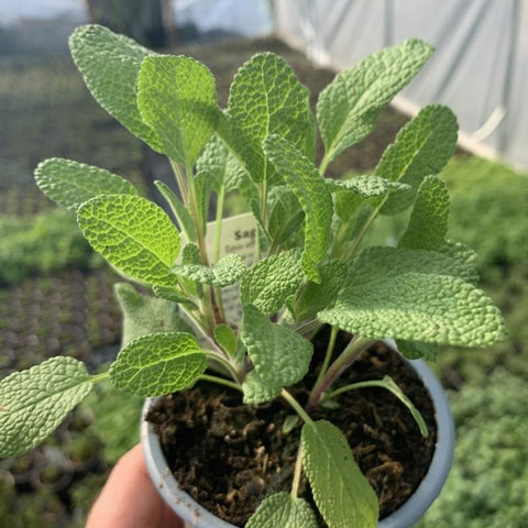 A potted sage plant