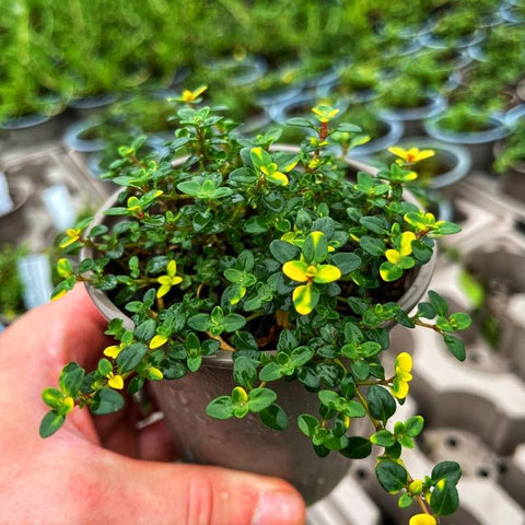 A potted Thyme plant