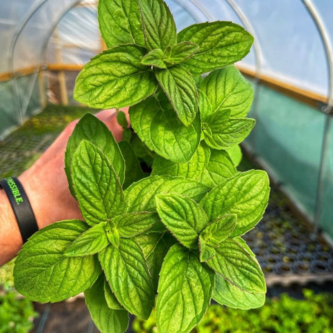 A potted mint plant