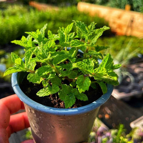 A single pot of moroccan mint