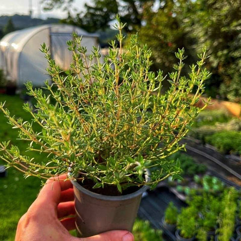 A pot of thyme on a spring day