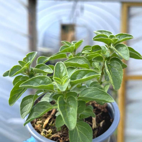 A pot of Greek oregano