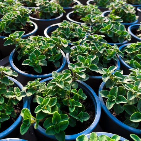 A selection of Oregano hot n spicy plants