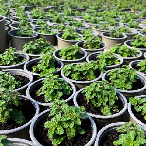 A large number of potted mint plants