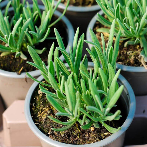 Three pots of Lavender Edelweiss