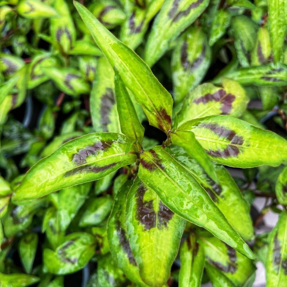 Vietnamese Coriander herb leaves