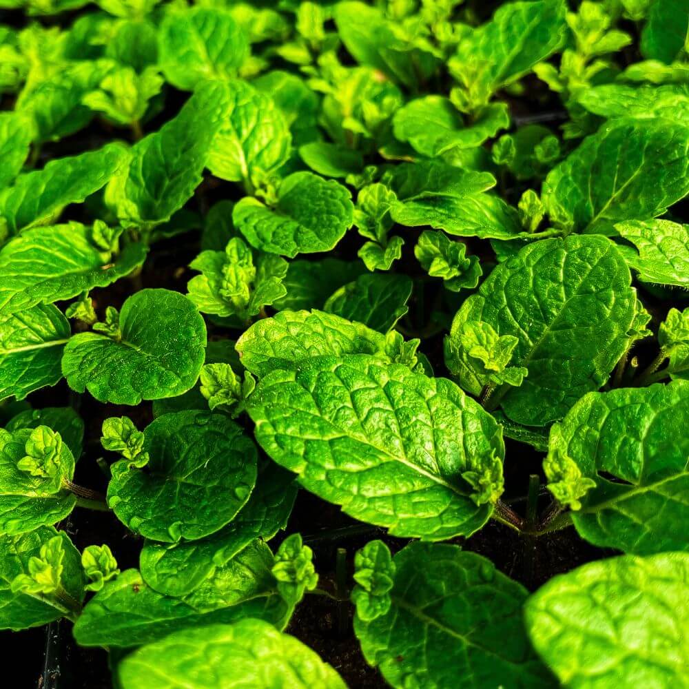 A photo of Moroccan mint in the sunlight