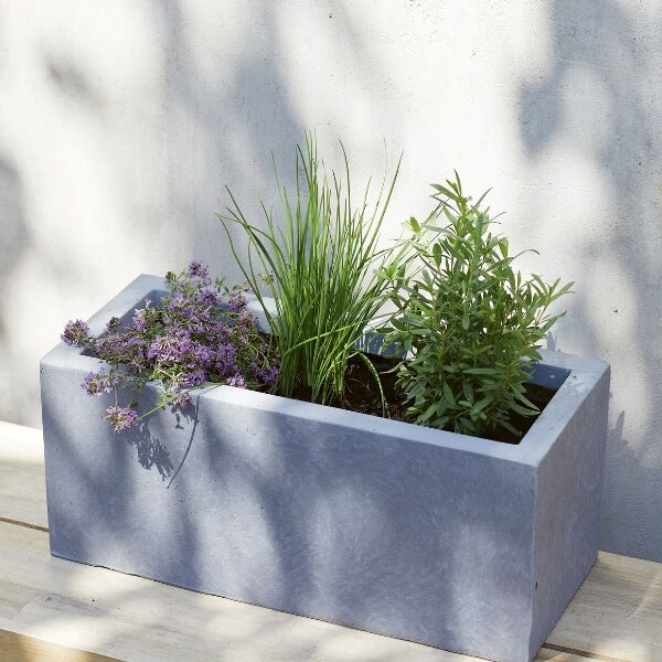 A concrete container planted up with herbs