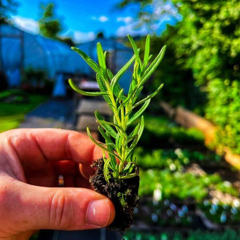 A rosemary plug plant in the garden