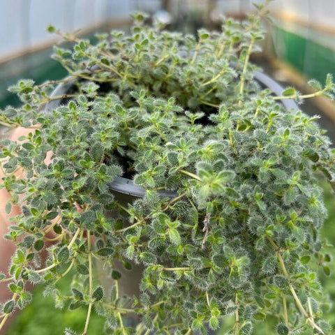 A photo of a pot of Wooly Thyme with green furry leaves