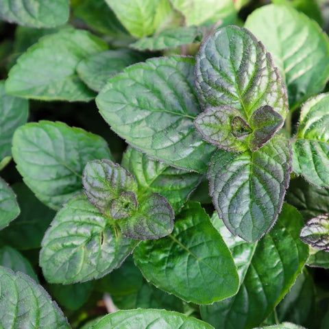 berries and cream mint