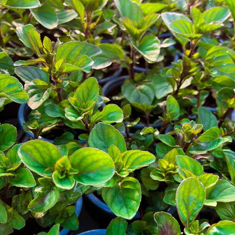 A selection of Lime mint plants