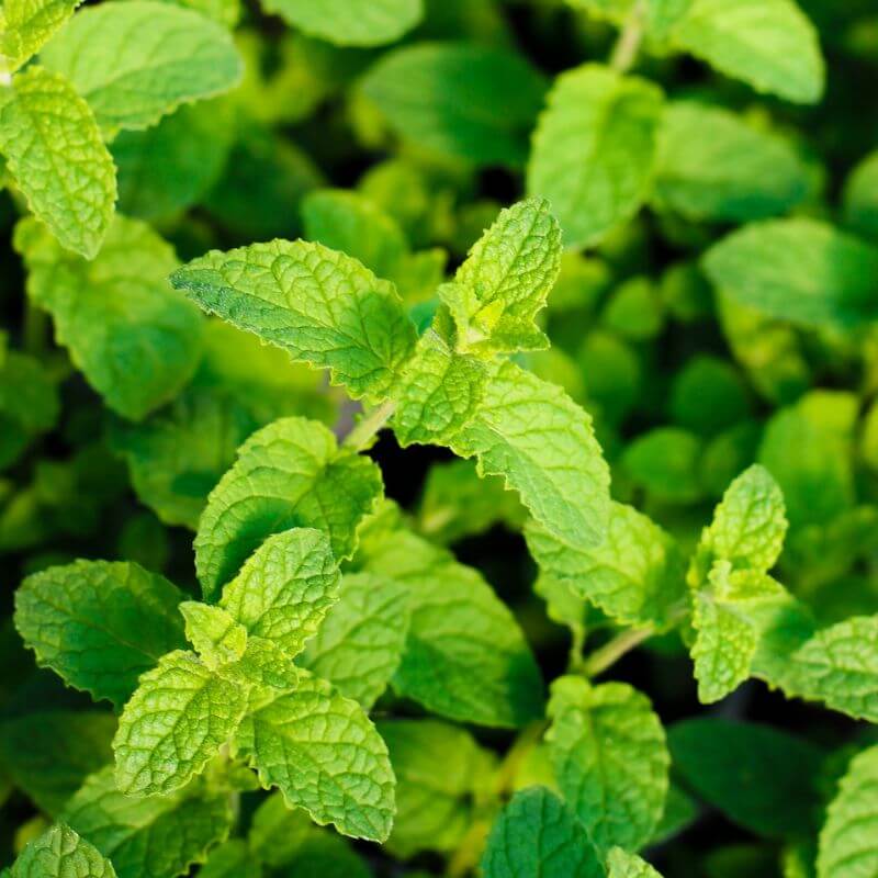 Master the Art of Growing Chocolate Mint Herb: Expert Tips 