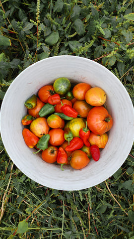 Stuffed tomatoes, antioxidant, love veggies, healthy diet for a healthy skin, skin sapiens vegan and natural skincare.