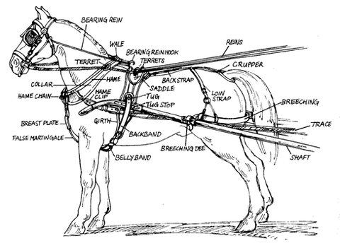 carriage harness