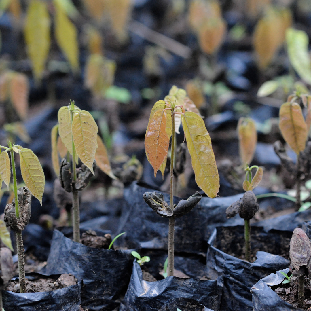 Haitian cacao beans growing