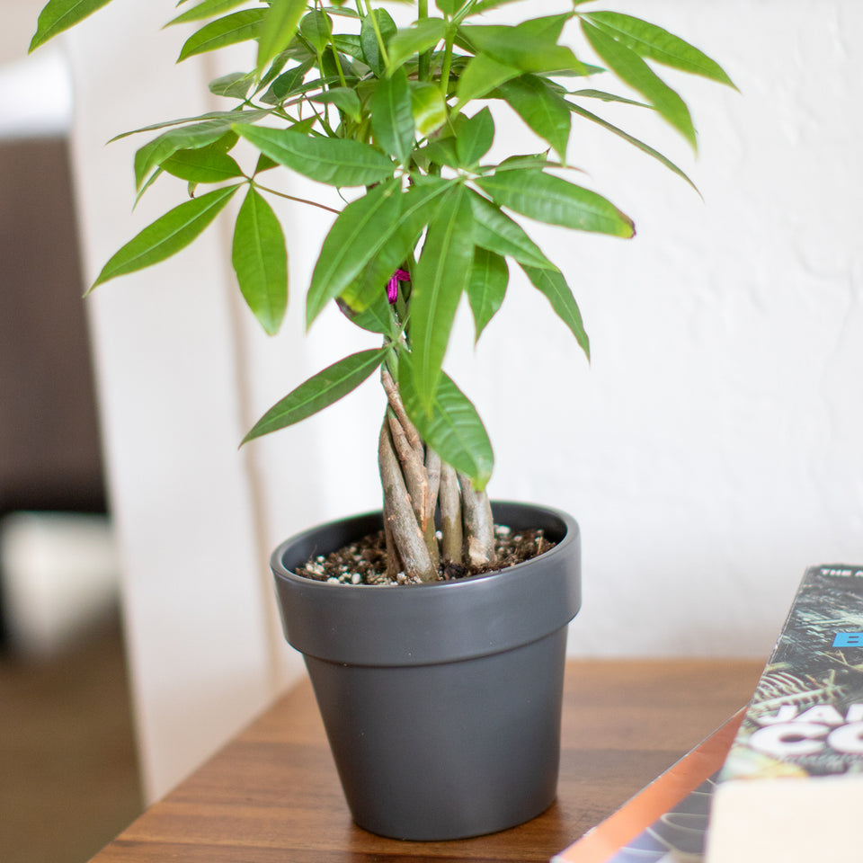How To Care For Your Money Tree Lively Root