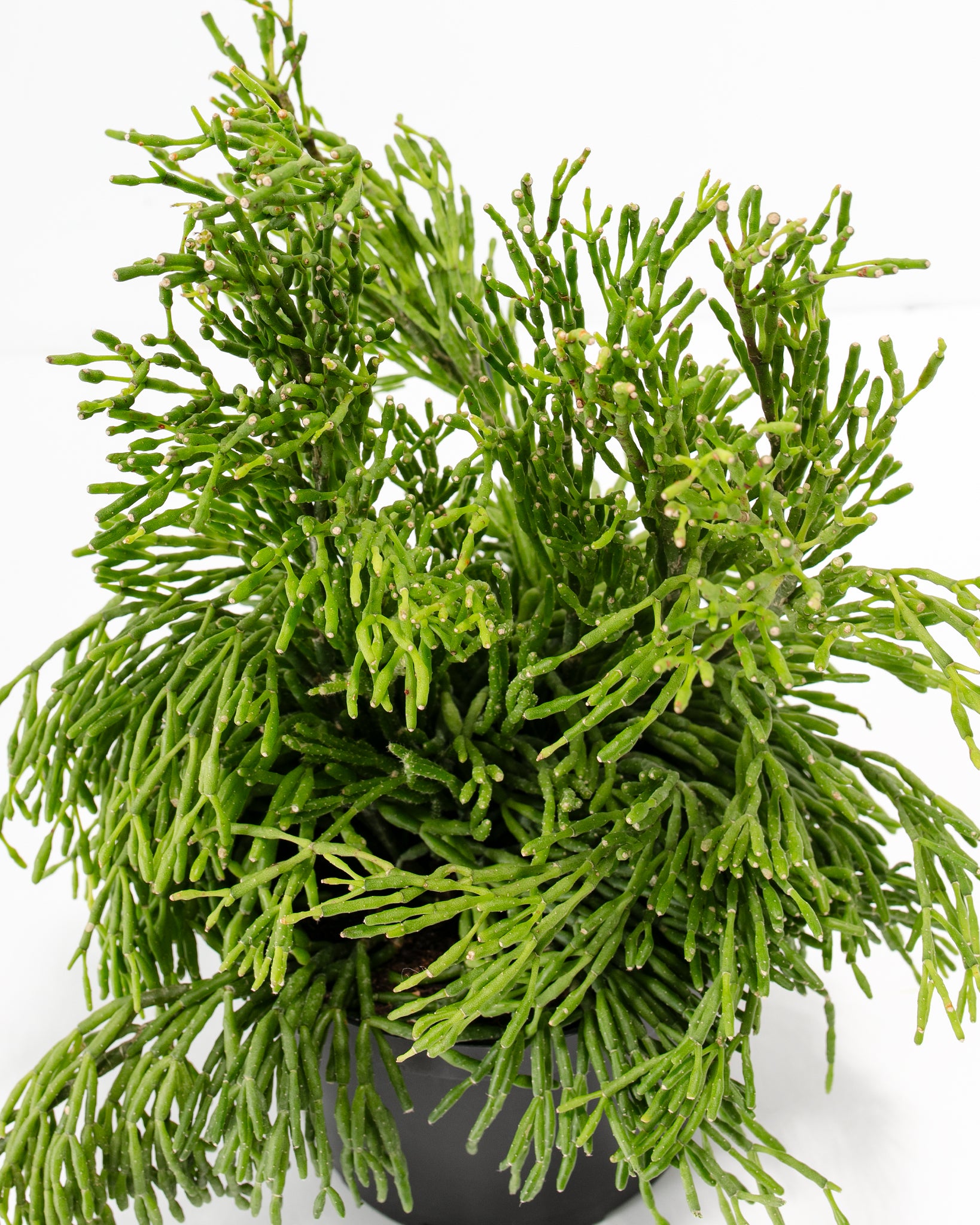6in Mistletoe Cactus detail 01