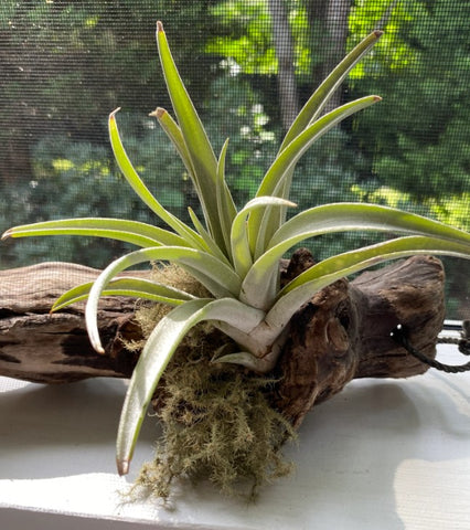 About Air Plants