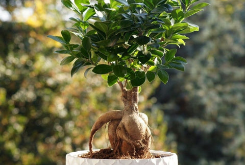 About Ficus Ginseng  Bonsai