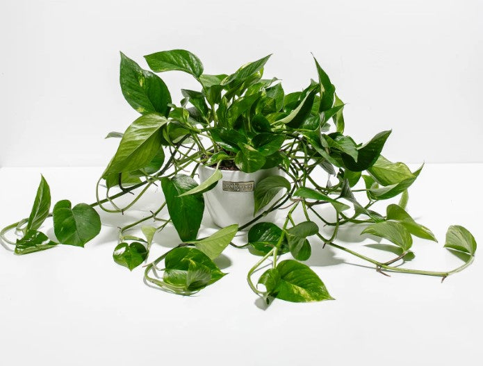 About Golden Pothos