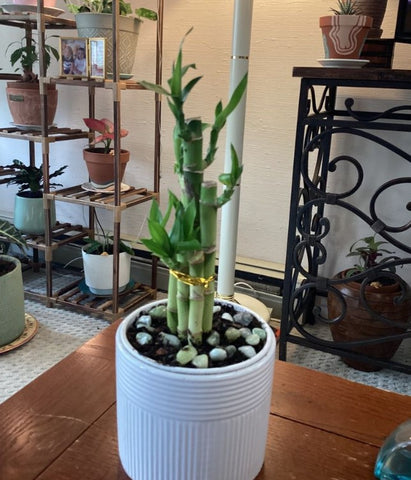 About Lucky Bamboo Plant