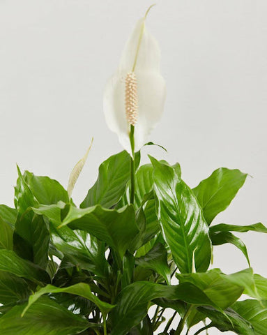 About Peace Lilies
